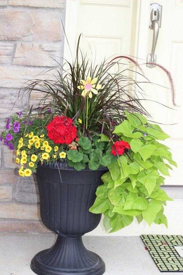 Planter at front door with red geranium, yellow and purple million bells and purple fountain grass
