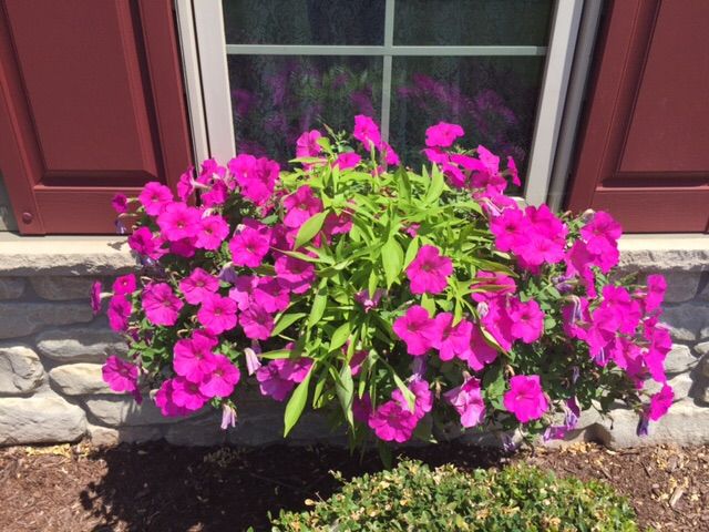 hit pink geraniums and green sweet potato plant in a window box