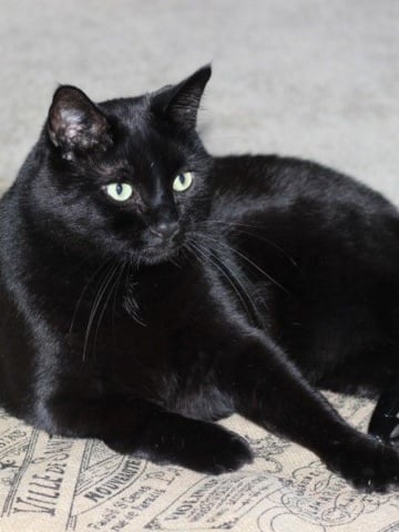 Black cat sitting on DIY scratching post