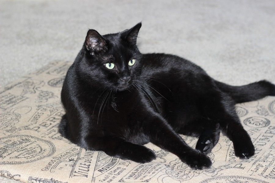Black cat sitting on DIY scratching post