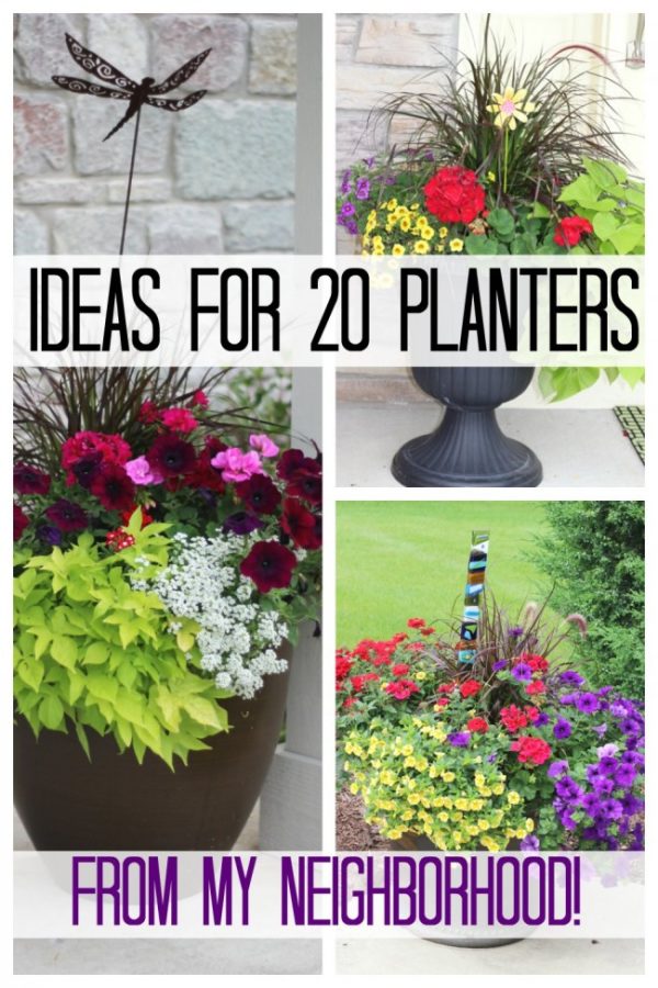 Brightly colored flowers in planters