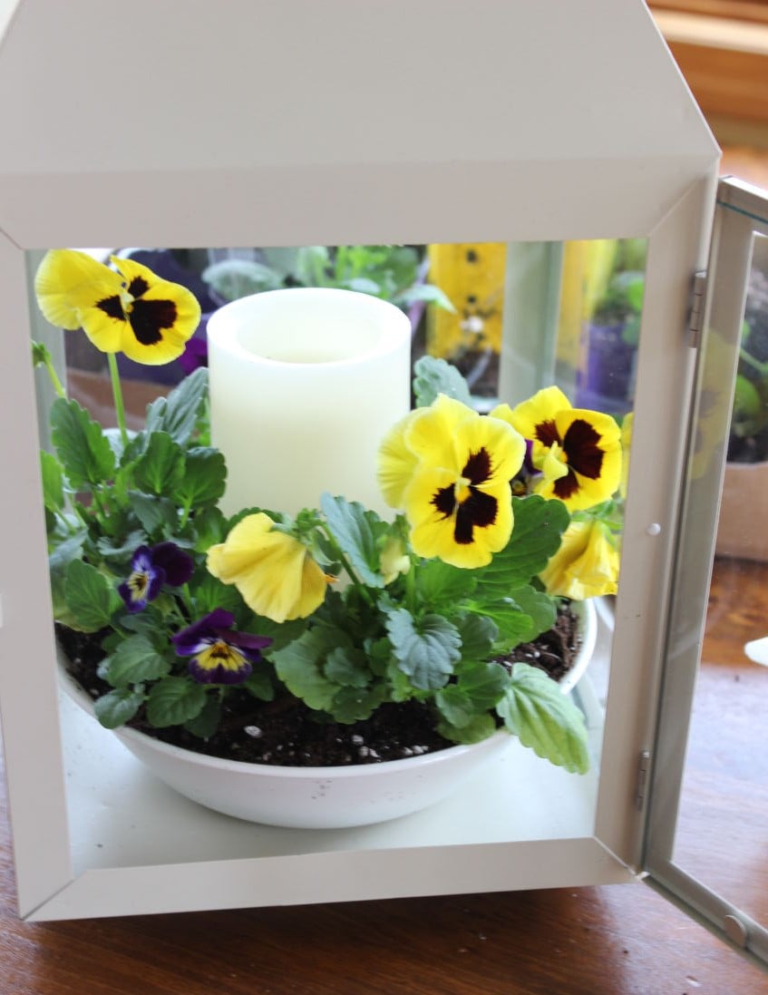 pansy lantern