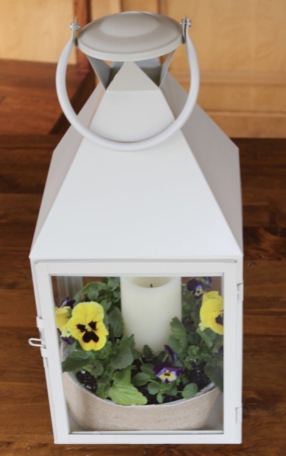 Pansy lantern