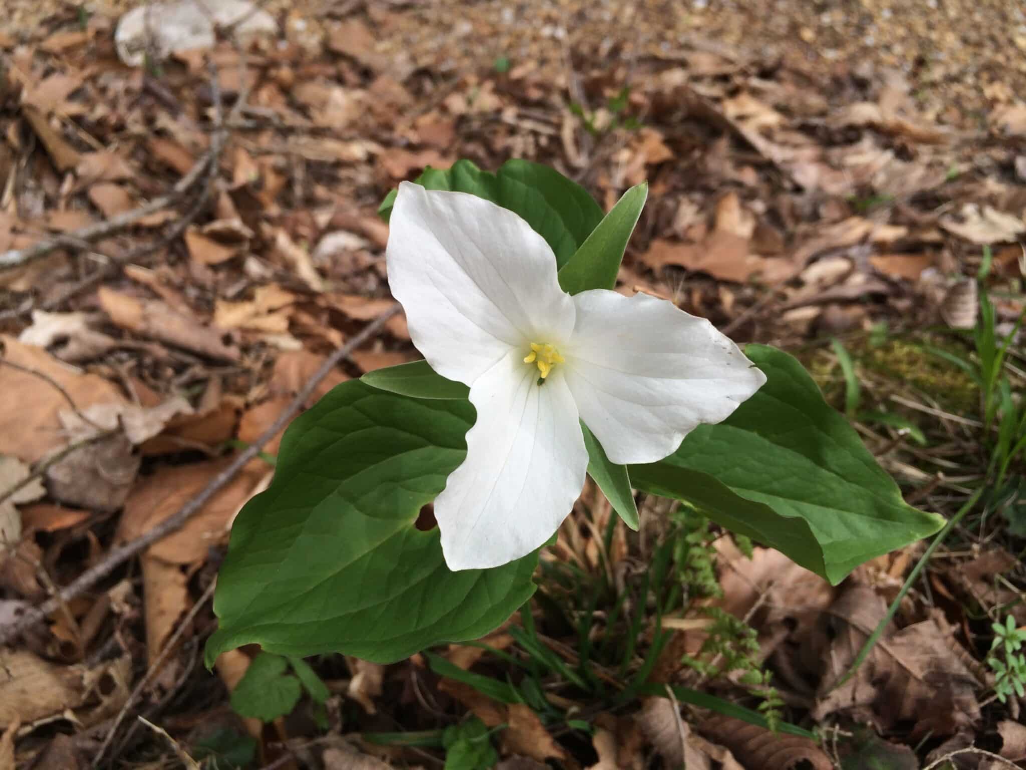 single white trillium flower.