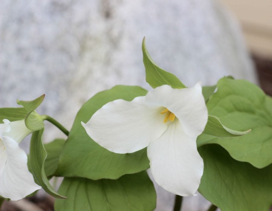 The Trillium. My favorite wildflower.