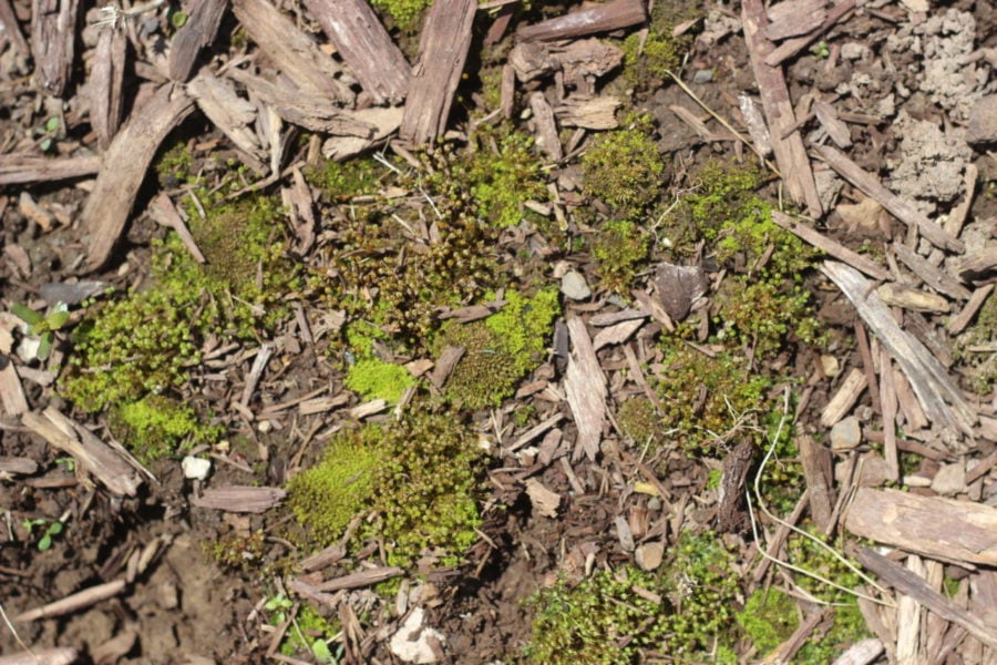 mossy conditions near my trilliums