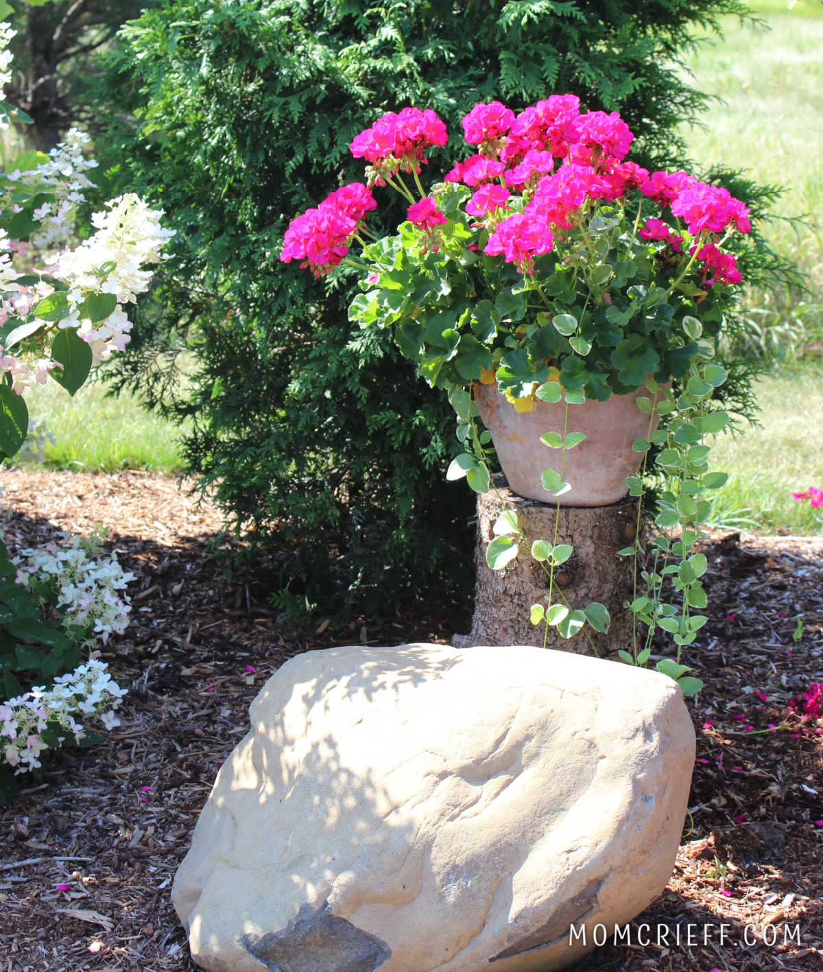 pink geraniums elevated on a piece of a log