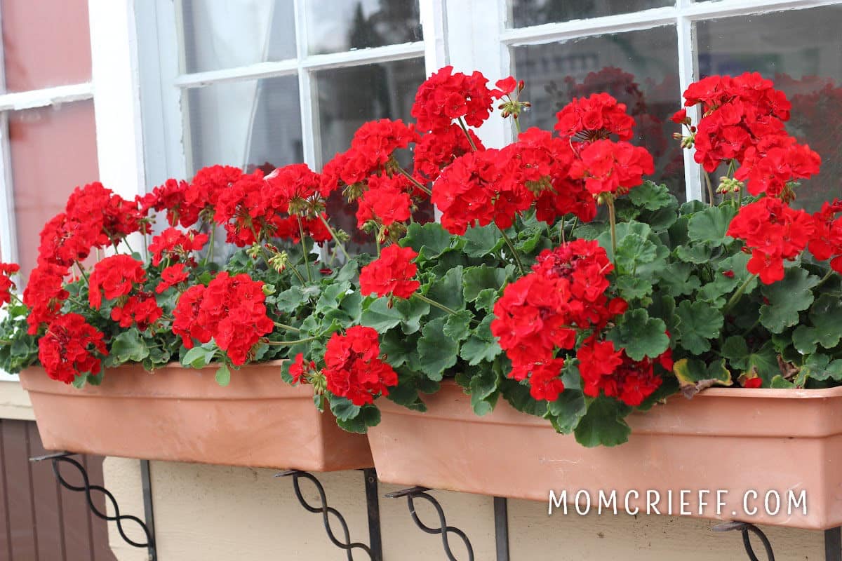 red geraniums in a window box along windows in commercial building