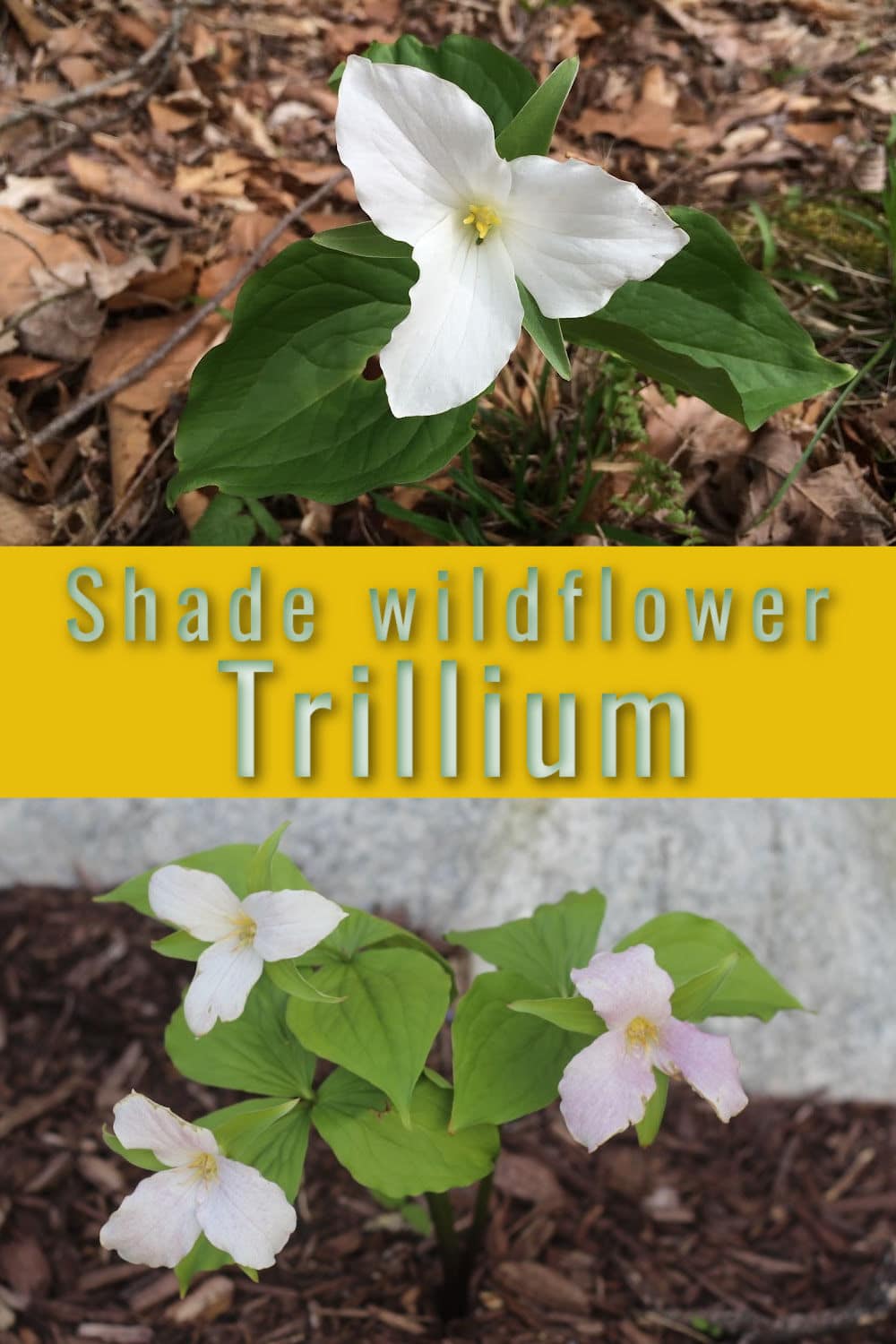 collage with single white trillium on top and three light pink trilliums on bottom image.