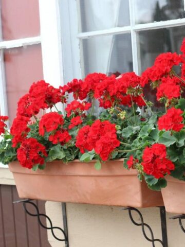 red geraniums in a window box along windows in commercial building