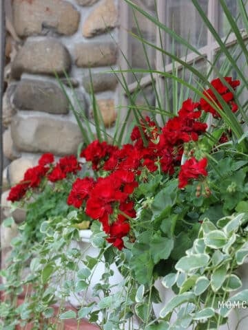 red geraniums with vinca vine in a window box.