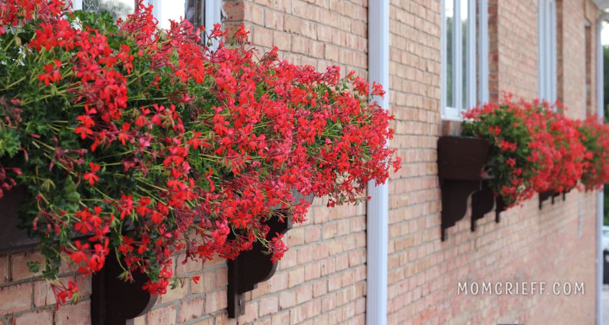 red geraniums window box against a background of red brick.