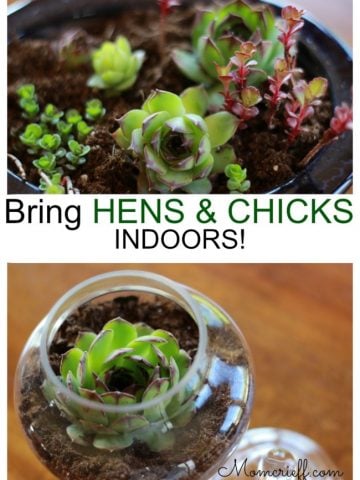 hens and chicks succulents in small containers