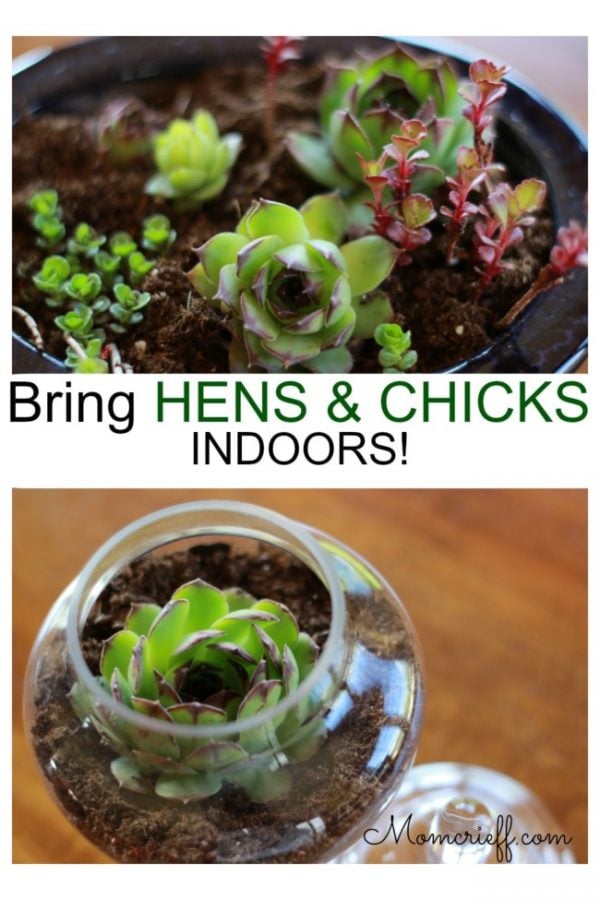 hens and chicks succulents in small containers
