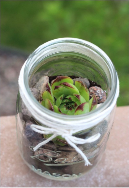 Mason jar succulents as a gift