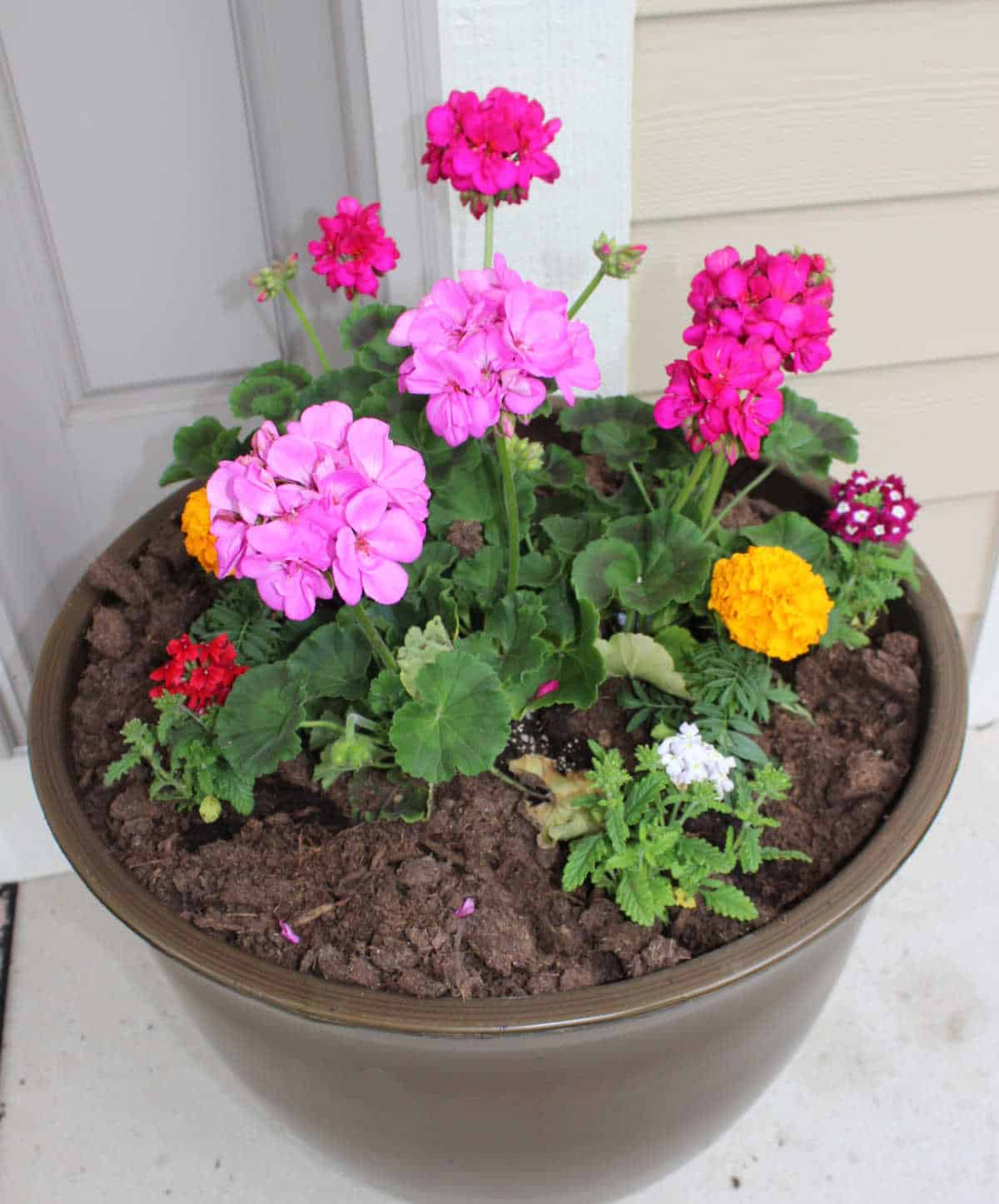 large planter with geraniums, marigolds and alyssum in it.