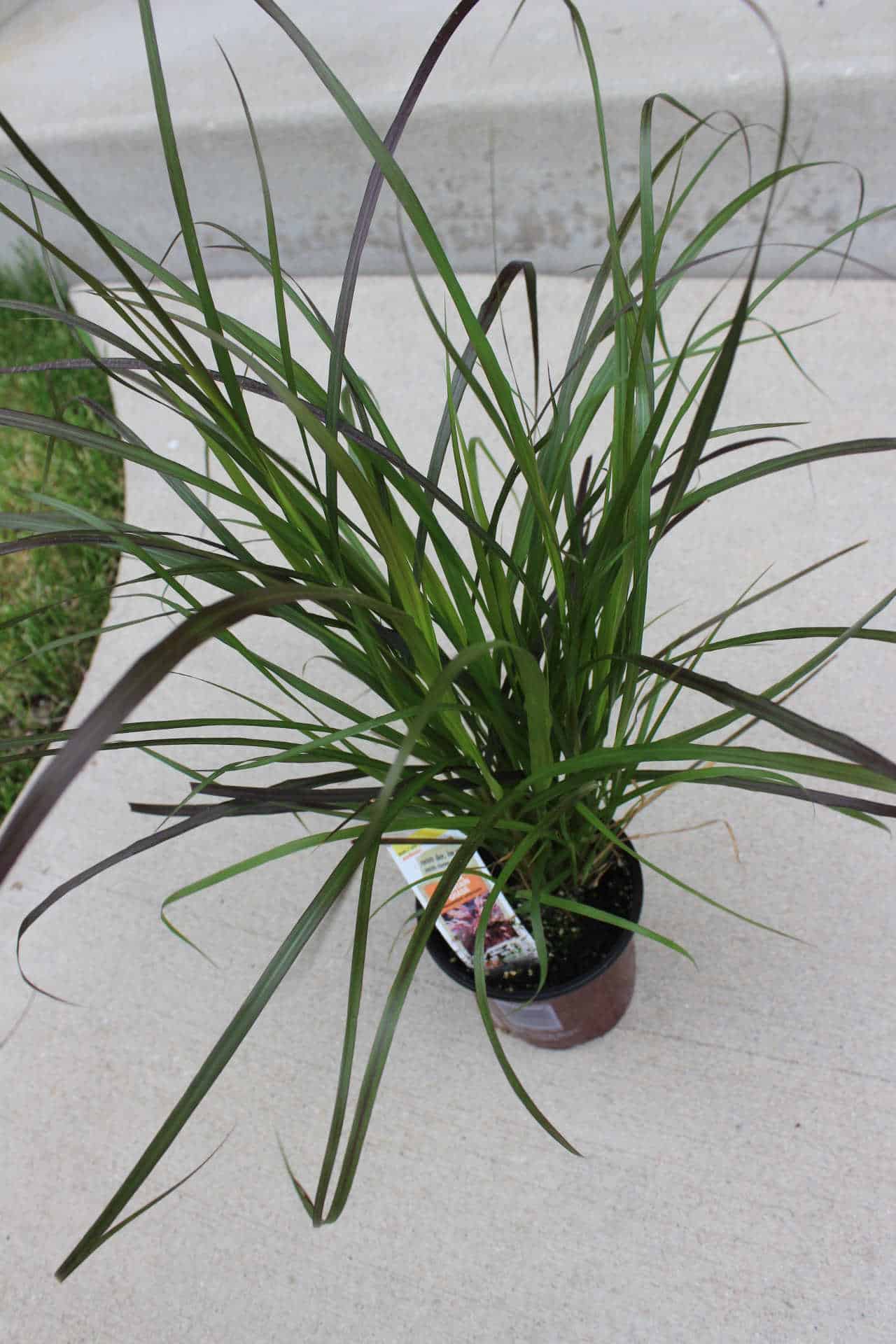 purple fountain grass in the spring
