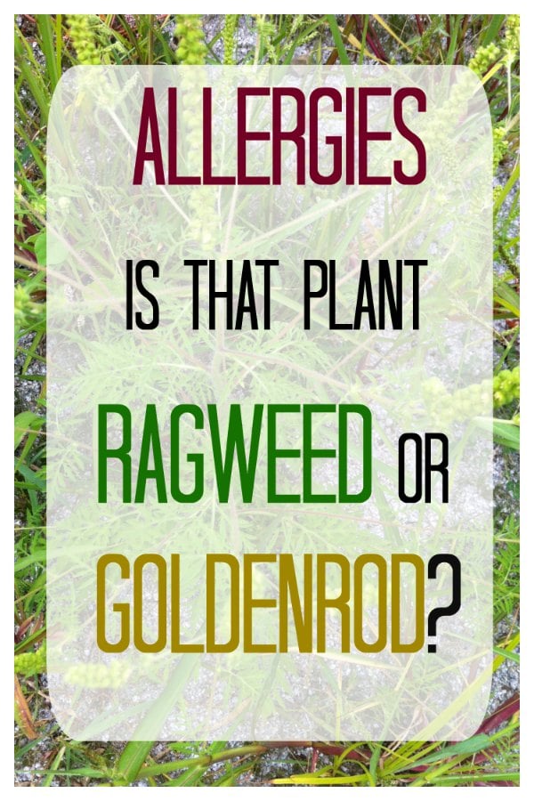 Ragweed Vs. Goldenrod