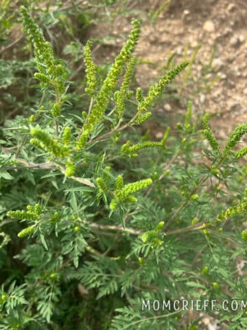 common ragweed plant with spikey green flowers