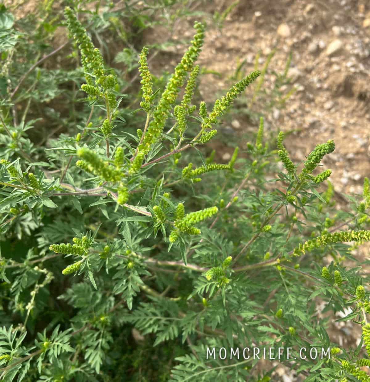 common ragweed plant with spikey green flowers