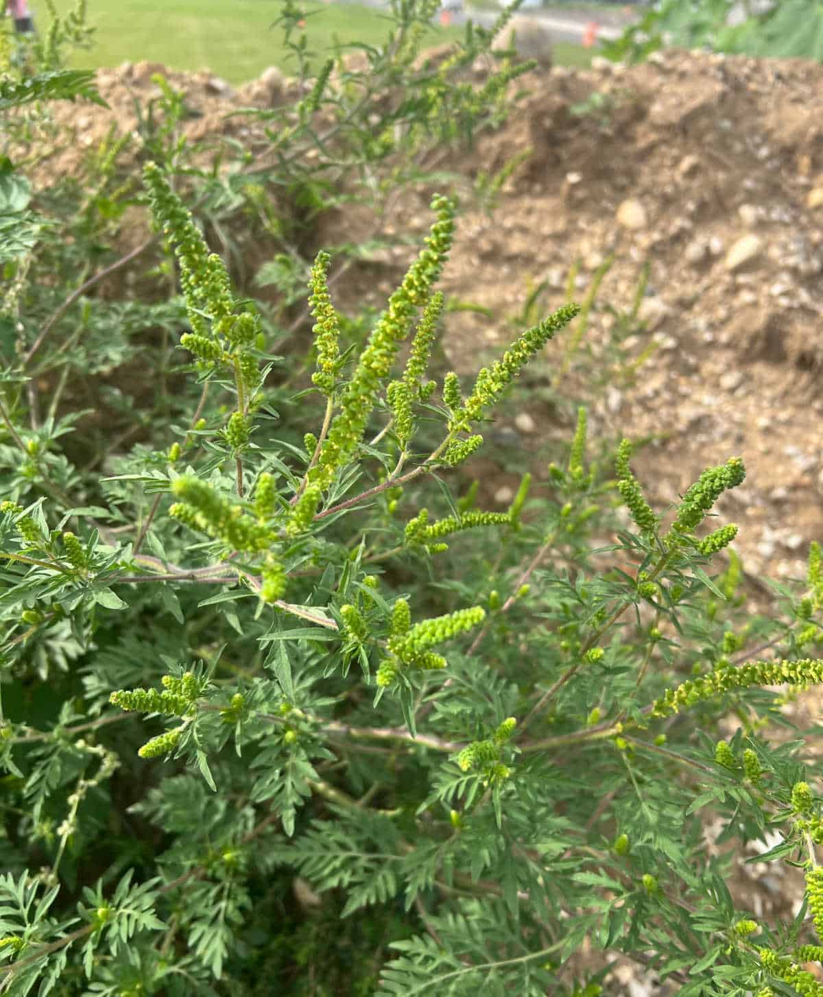 ragweed growing in a construction dirt mound