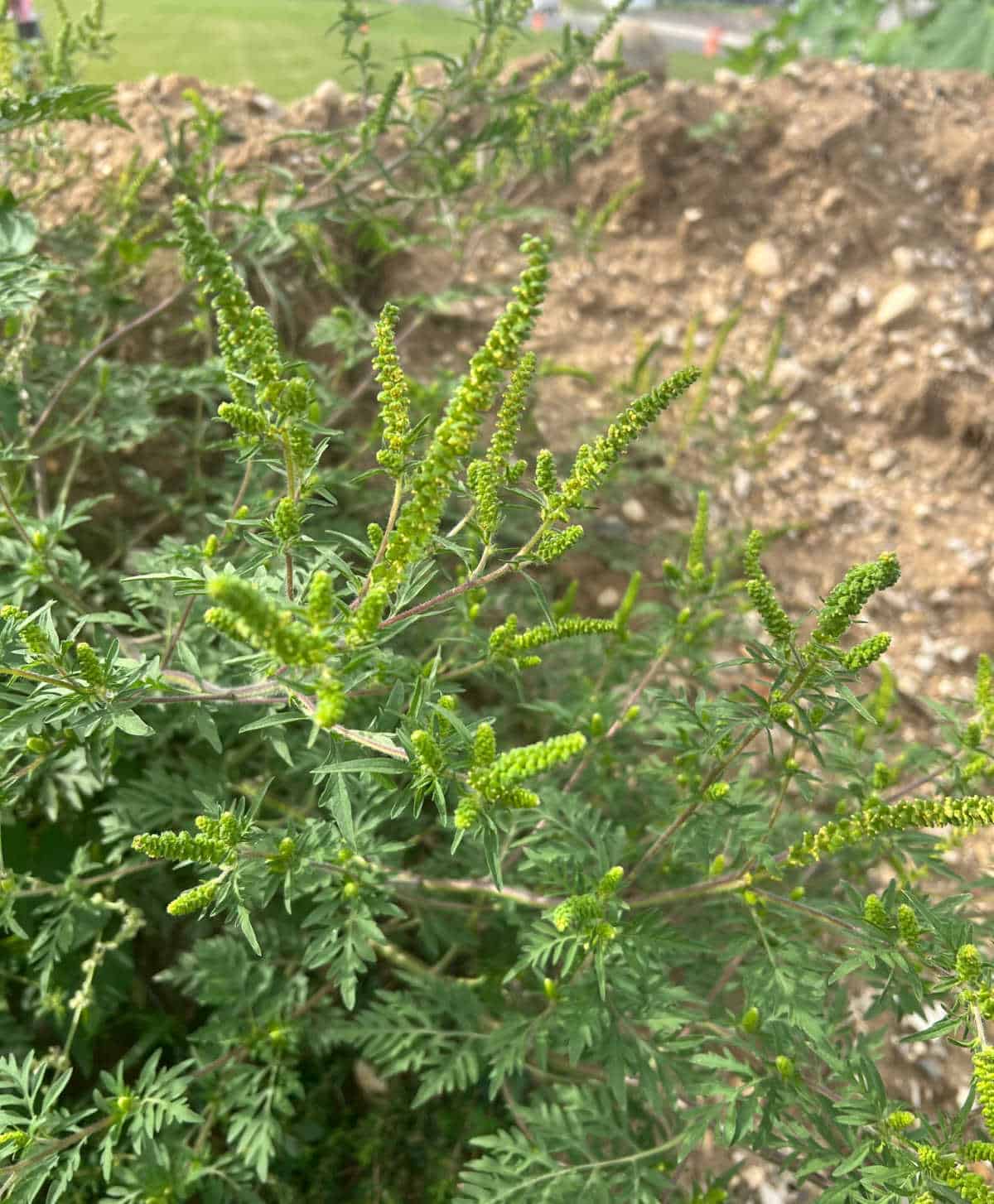 are dogs allergic to ragweed