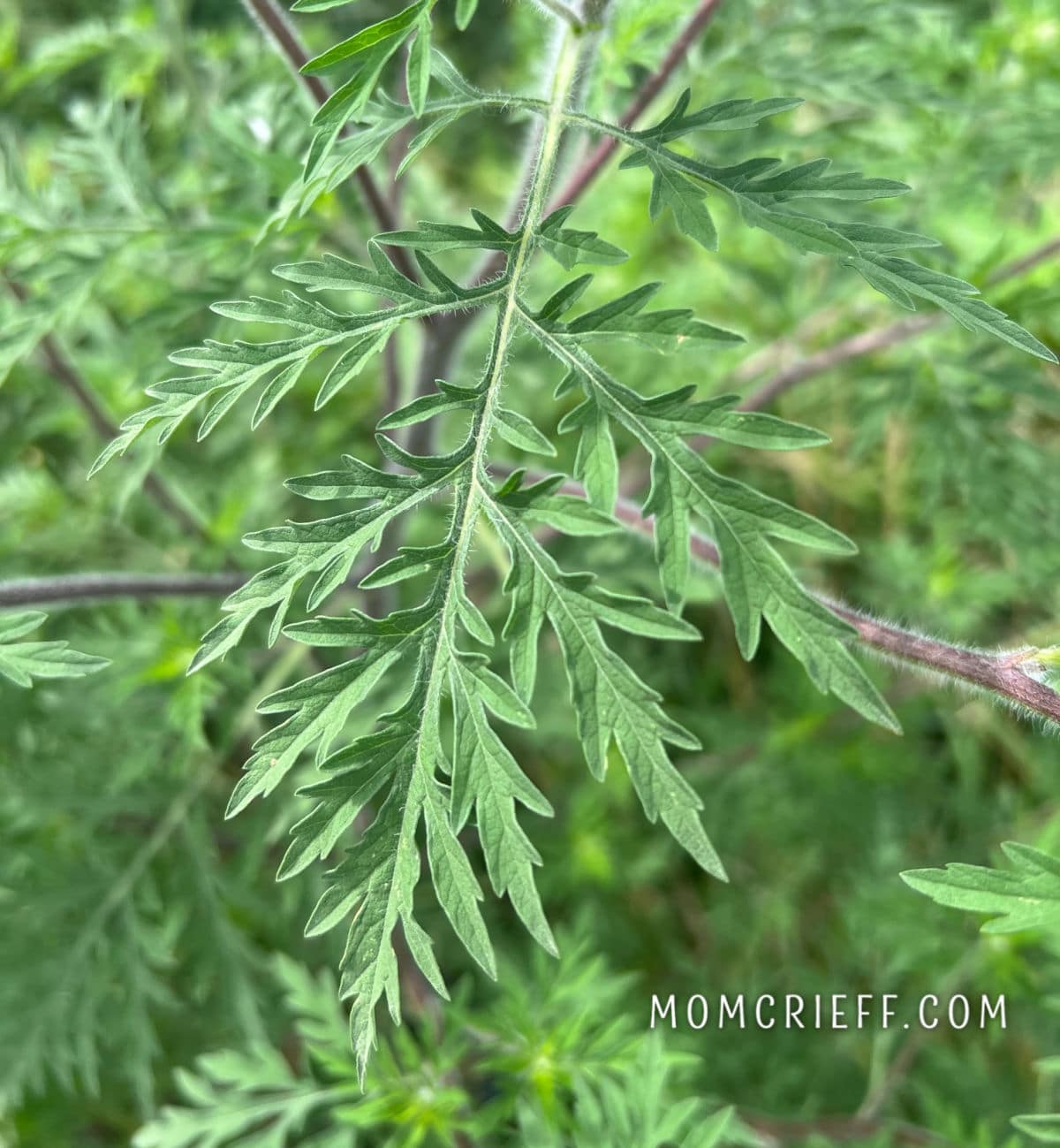 closeup of common ragweed leaf