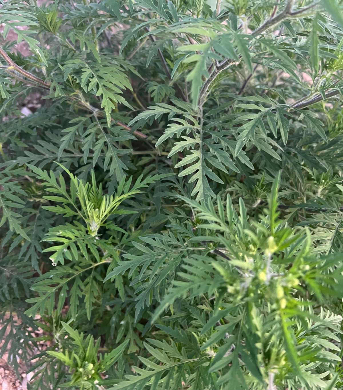 ragweed plant prior to blooming