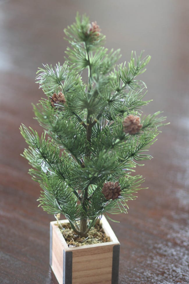 Small pine tree with pinecone