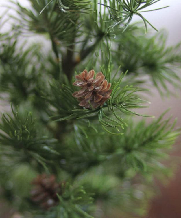 Small pine tree at a fantastic price