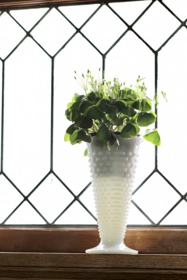 A shamrock plant in a white milkglass vase