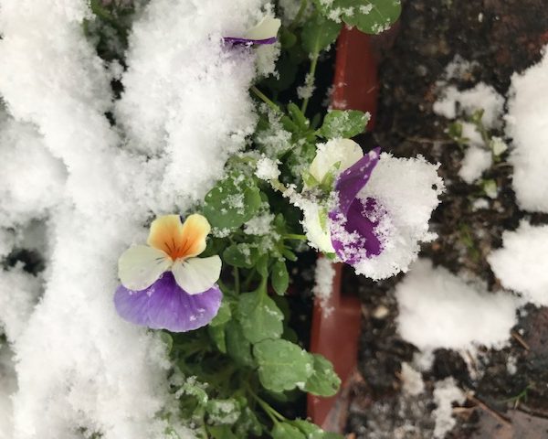 pansies covered with snow