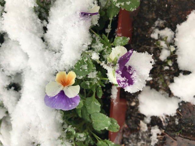 pansies covered with snow