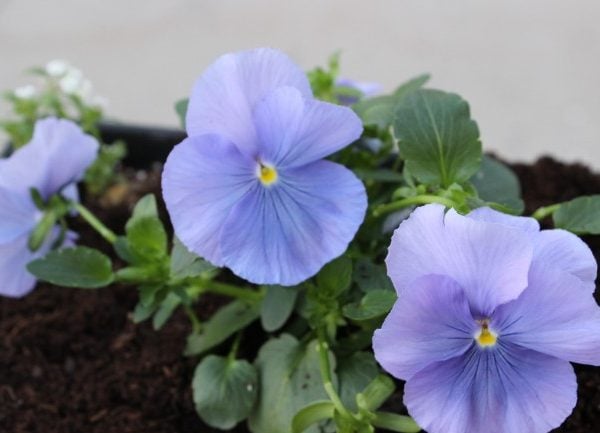 cute light purple pansies