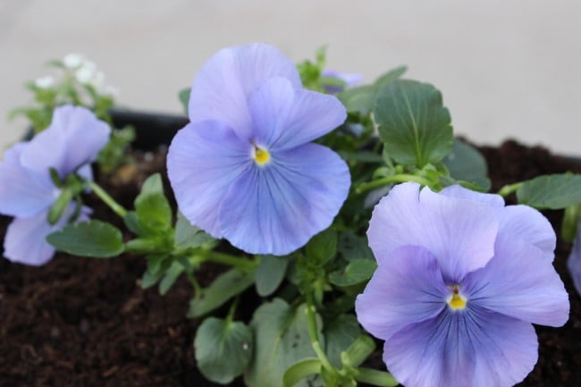 close up of light purple pansy