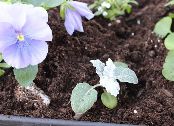 dusty miller in the window box