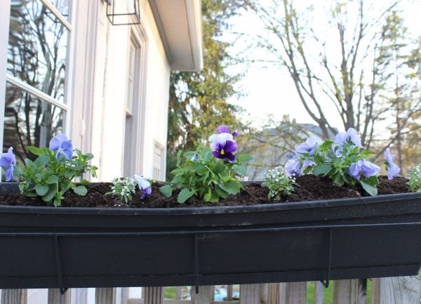 the planted spring planter with pansies, dusty miller and allysum.