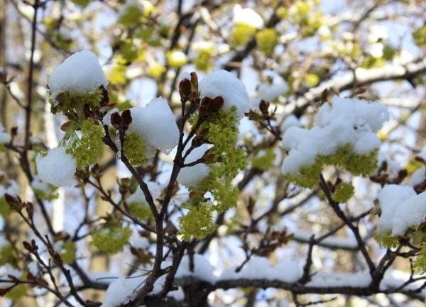 snow on a maple tree branch in April