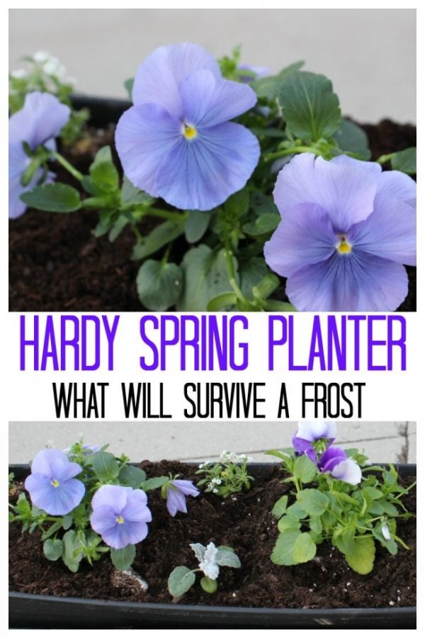 the hardy spring planter with purple pansies