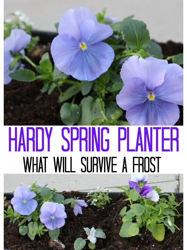 the hardy spring planter with purple pansies