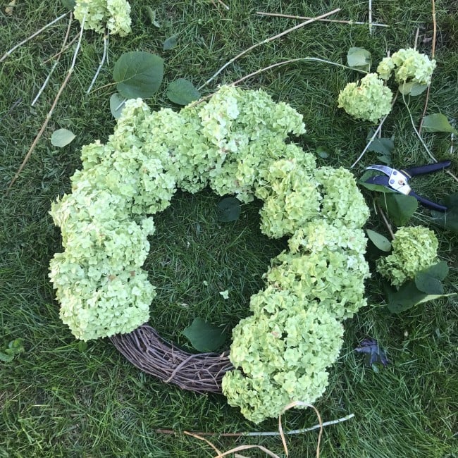 dried hydrangeas being put on a grapevine wreath form.