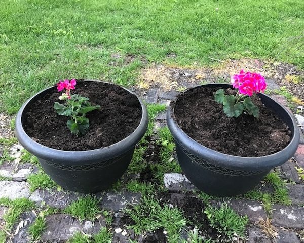 two matching planters with red geraniums in them.