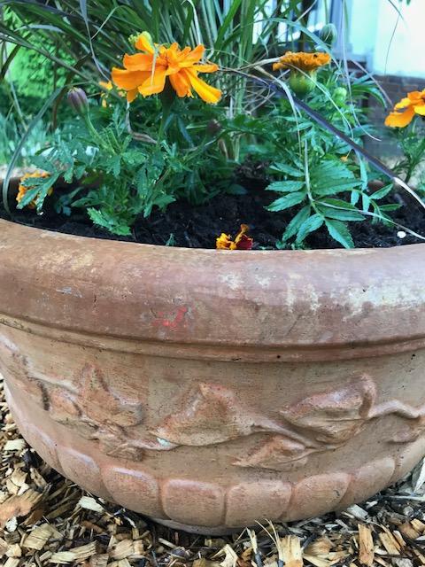 Where to Find Budget-Friendly Pots and Planters