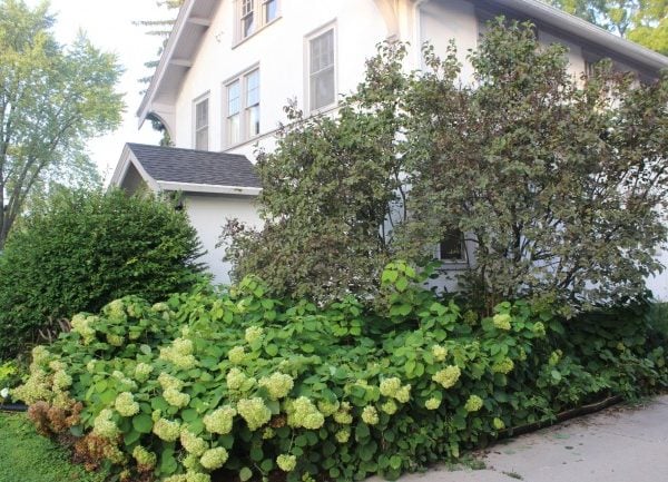 overgrown landscape with out of control hydrangeas and old dying lilac trees