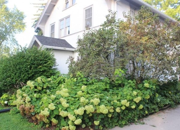 overgrown blooming hydrangeas