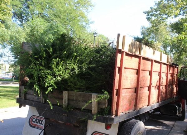 A truck filled with yard waste from the removed hydrangeas