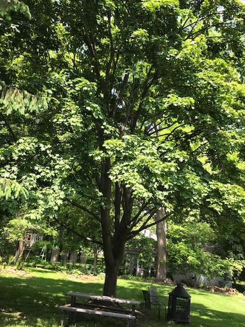 large maple tree providing a lot of shade in yard.