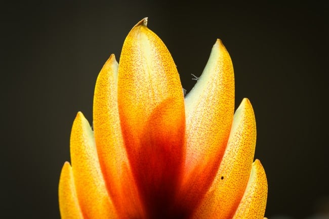 macro photo of flower