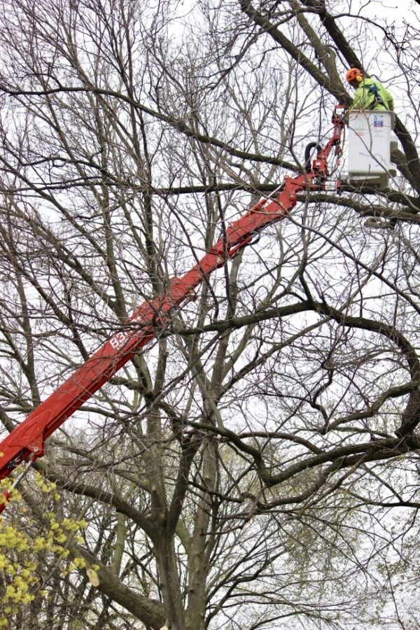 arborist working in a lift bucket