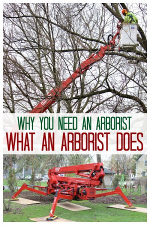 Tree Pruning - Why to use an Arborist. - Momcrieff